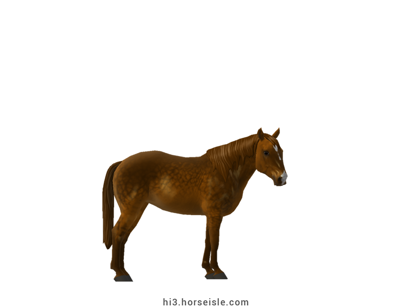 Mogod Pony Bright Chocolate Chestnut Coat (normal view)